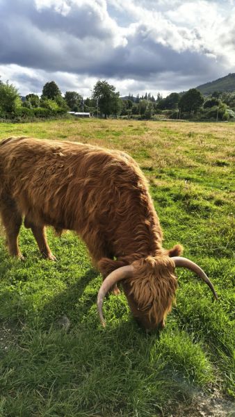 Highland